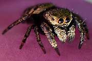Jumping Spider (Simaetha thoracica) (Simaetha thoracica)